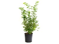 GROW by OBI Brusnice chocholičnatá (Vaccinium Corymbosum) výška 50 cm, 10 l
