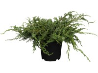 OBI jalovec šupinatý OBI jalovec šupinatý