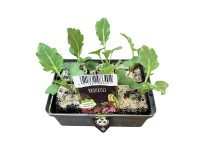 Landgard Brokolice (Brassica oleracea var. italica) 6 ks v misce