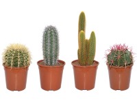 Mix kaktusů z Tenerife průměr květináče cca 17 cm