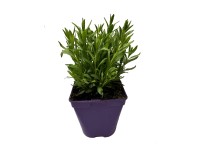 Levandule lékařská (Lavandula angustifolia) pr. květináče cca 13 cm
