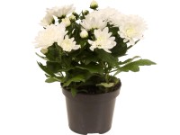 Listopadka indická (Chrysanthemum indicum) plnokvětá bílá výška 20-30cm pr.12cm Listopadka indická (Chrysanthemum indicum) plnokvětá bílá výška 20-30cm pr.12cm