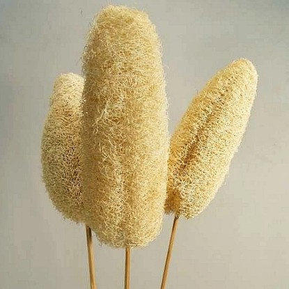 Dekorativní sušená rostlina lufa na špejli, bílá