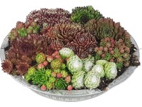 Aranžmá netřesků v zinkové misce průměr cca 29 cm