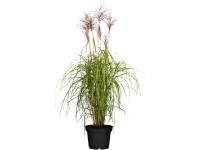 GROW by OBI Ozdobnice čínská (Miscanthus Sinensis Malepartus),pr. květináče 28cm GROW by OBI Ozdobnice čínská (Miscanthus Sinensis Malepartus),pr. květináče 28cm
