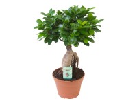 Fíkovník Fíkovník