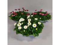 Sedmikráska chudobka (Bellis perennis) v zinkové misce, 15 cm, pr. kv. cca 29 cm