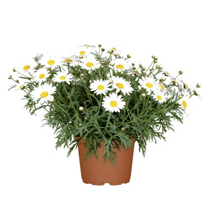 GROW by OBI Kopretinovec dřevnatý (Argyranthemum frutescens), pr. kv. cca 17 cm