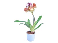 Orchidej střevíčník (Paphiopedilum), pr. květináče cca 12 cm