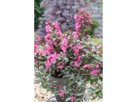 Vajgélie květnatá (weigela florida) Minor Black