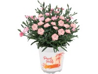 Hvozdík (Dianthus) Hvozdík (Dianthus)