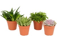 Různé základní sukulenty průměr květináče cca 12 cm Různé základní sukulenty průměr květináče cca 12 cm