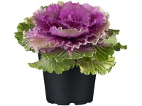 Okrasná kapusta, prům. květináče cca 12 cm
