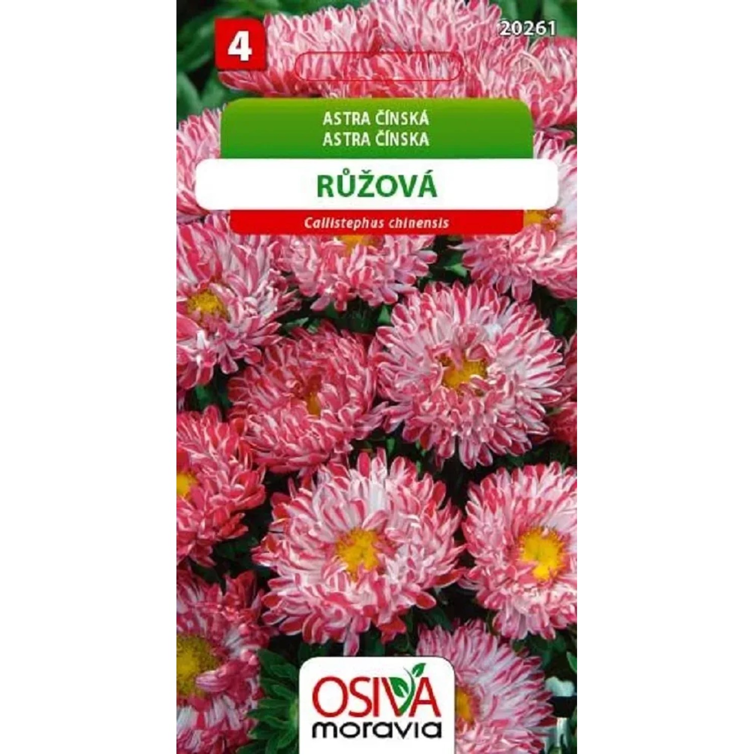 Semínka Astra Čínská - Montezuma, růžová (Callistephus chinensis)