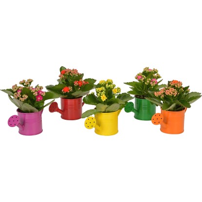 Mini kalanchoe v různobarevné konvičce, prům. květináče cca 7 cm