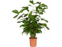 Palma s rybím ocasem