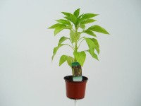 MONTANO Paprika sladká (Capsicum annuum) 