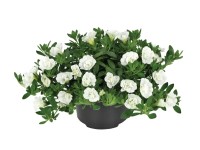 Calibrachoa plnokvětá Calibrachoa plnokvětá