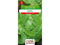 Salát Hlávkový - Bona (Lactuca sativa capitata) Salát Hlávkový - Bona (Lactuca sativa capitata)