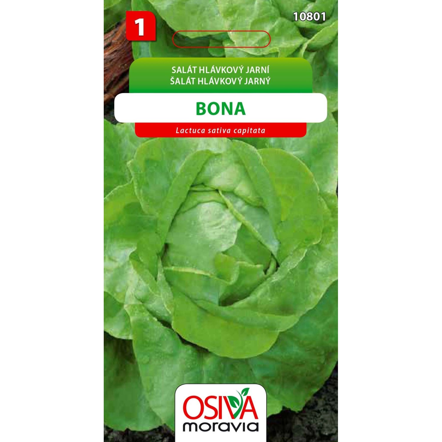 Salát Hlávkový - Bona (Lactuca sativa capitata)