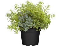 Landgard Rozchodník (Sedum) mix pr. cca 17 cm Landgard Rozchodník (Sedum) mix pr. cca 17 cm