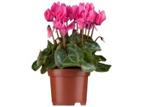 OBI Brambořík břečťanolistý růžový pr. květináče cca 9 cm x 9 cm