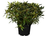 Pěnišník Pěnišník