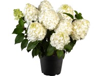 Hortenzie latnatá (Hydrangea paniculata) Hortenzie latnatá (Hydrangea paniculata)