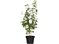 OBI Ibišek (Hibiscus) čínská růže bílá, výška 30-40 cm, cca 3 l