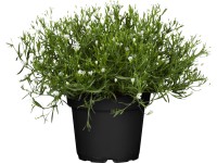 Šater bílý pr. květináče cca 12 cm Šater bílý pr. květináče cca 12 cm