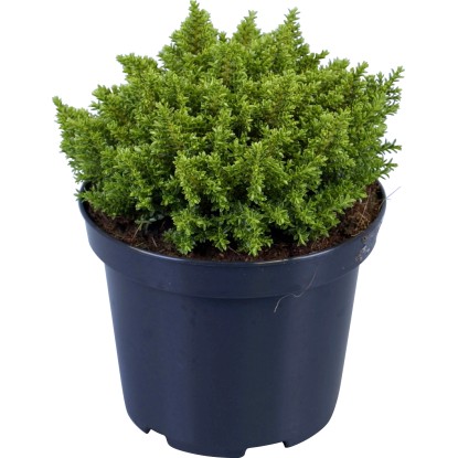 Hebe "Green Globe" výška cca 15 cm průměr květináče cca 10,5 cm Hebe