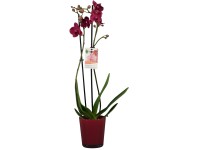 GROW by OBI Orchidej motýlokvětá (Phalaenopsis) fialová, výška 60-70 cm
