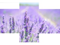 Bondecor 3dílná sada obrazů Trendy 30 x 42 cm