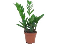 efeu hängend echt Efeu Hedera Helix 'Gold Child' Zimmerpflanze Ø24cm 60cm kaufen main image 1