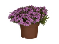OBI Plamenka šídlovitá pr. květináče cca 13 cm Phlox OBI Plamenka šídlovitá pr. květináče cca 13 cm Phlox