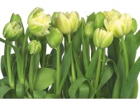 Komar Papírová fototapeta Tulips 368 x 254 cm Komar Papírová fototapeta Tulips 368 x 254 cm