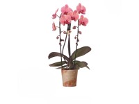 GROW by OBI Orchidej Můrovec (Phalaenopsis) 