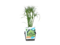 Šáchor papírodárný (Cyperus papyrus) Šáchor papírodárný (Cyperus papyrus)