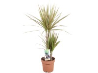 Dračinec různé odrůdy průměr květináče cca 17 cm Dracaena