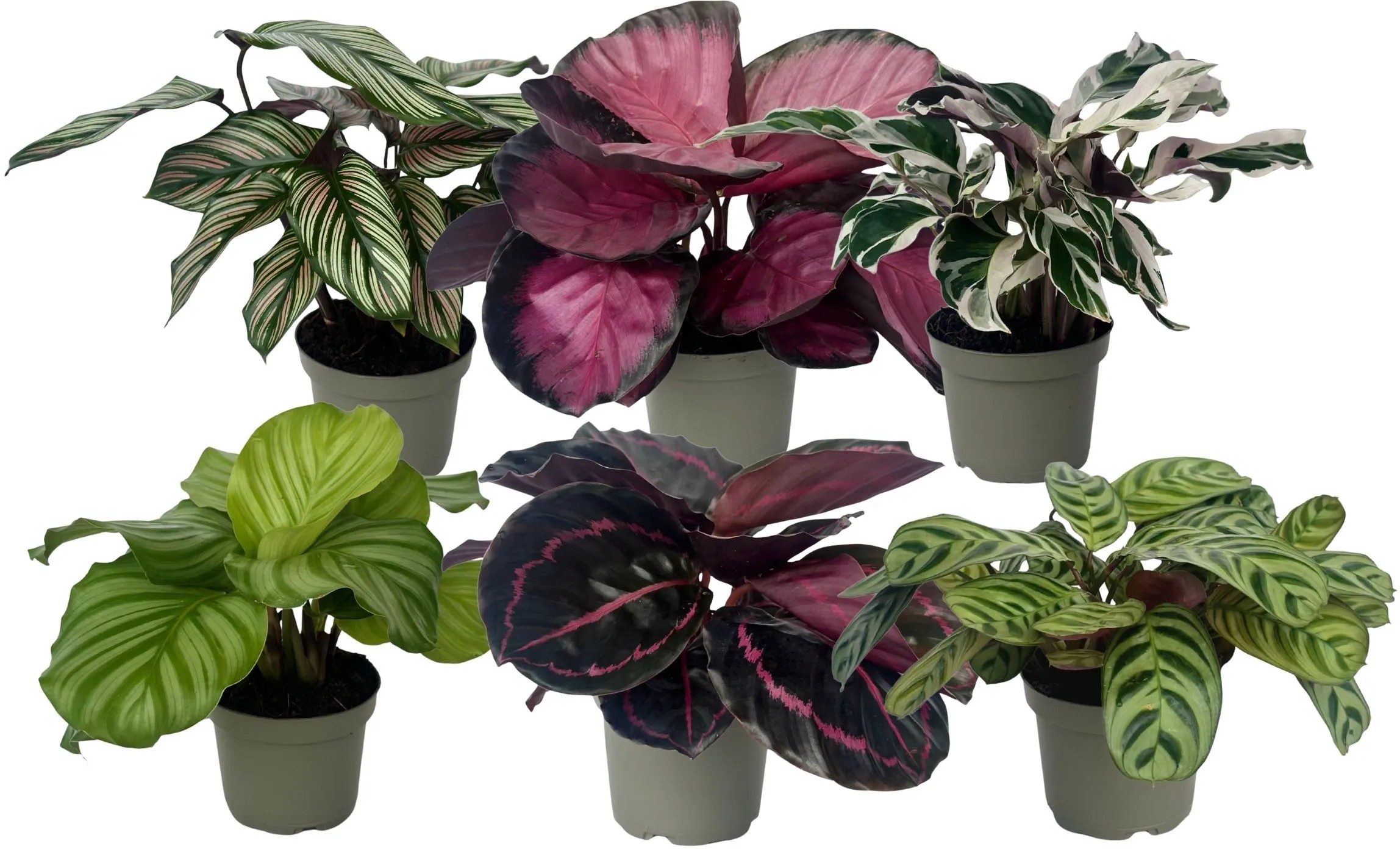 dracena Dracena Sanderiana 'White' | Jungle & Terrarium Plants UAE