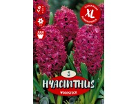 Květinová cibulka hyacintu (Hyacinthus Orientalis Woodstock)
