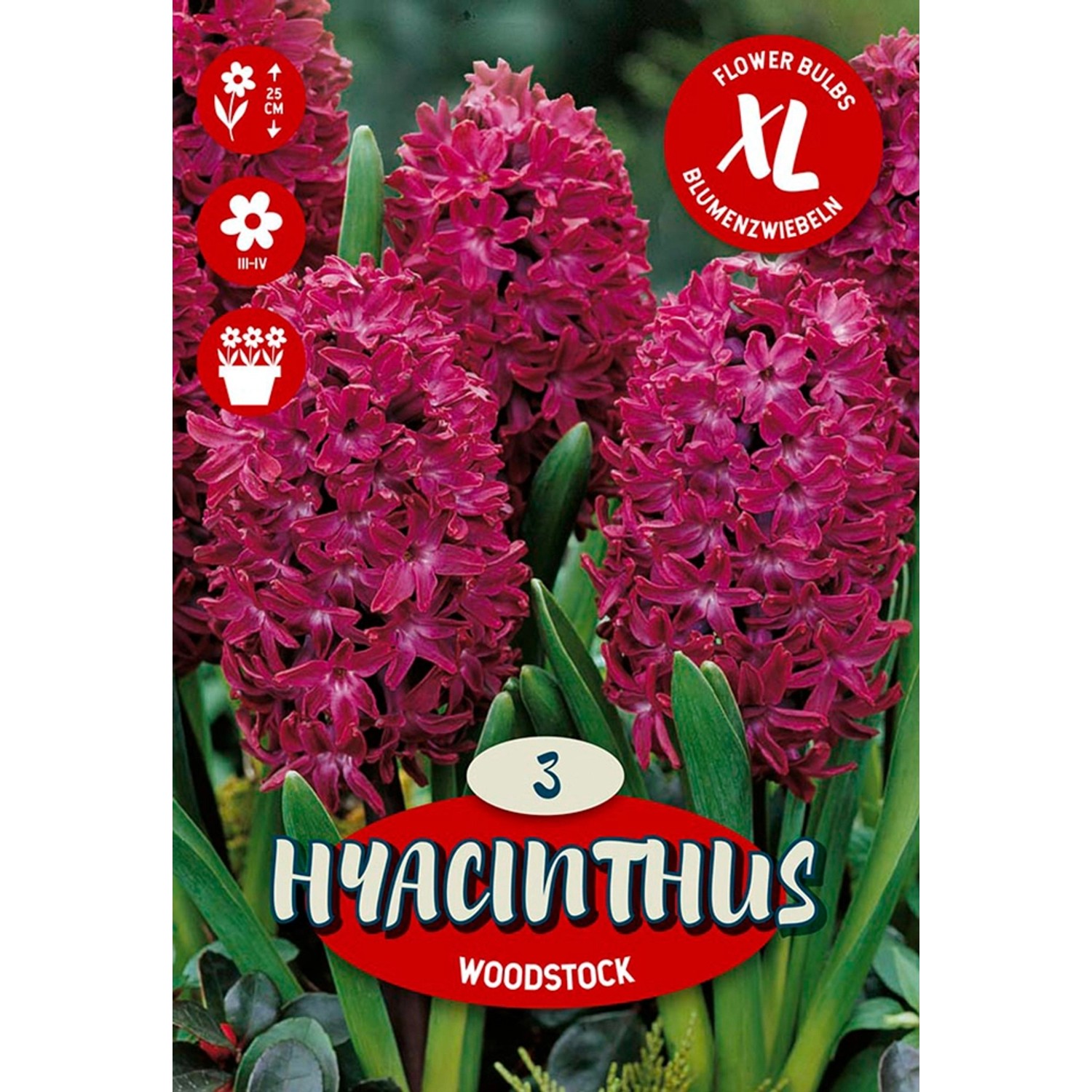 Květinová cibulka hyacintu (Hyacinthus Orientalis Woodstock)