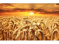 Bondecor Obraz, tištěné plátno Sun 70 x 110 cm