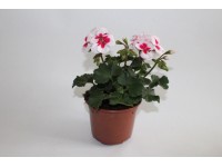 Muškát vzpřímený - Pelargonie páskatá (Pelargonium zonale) 