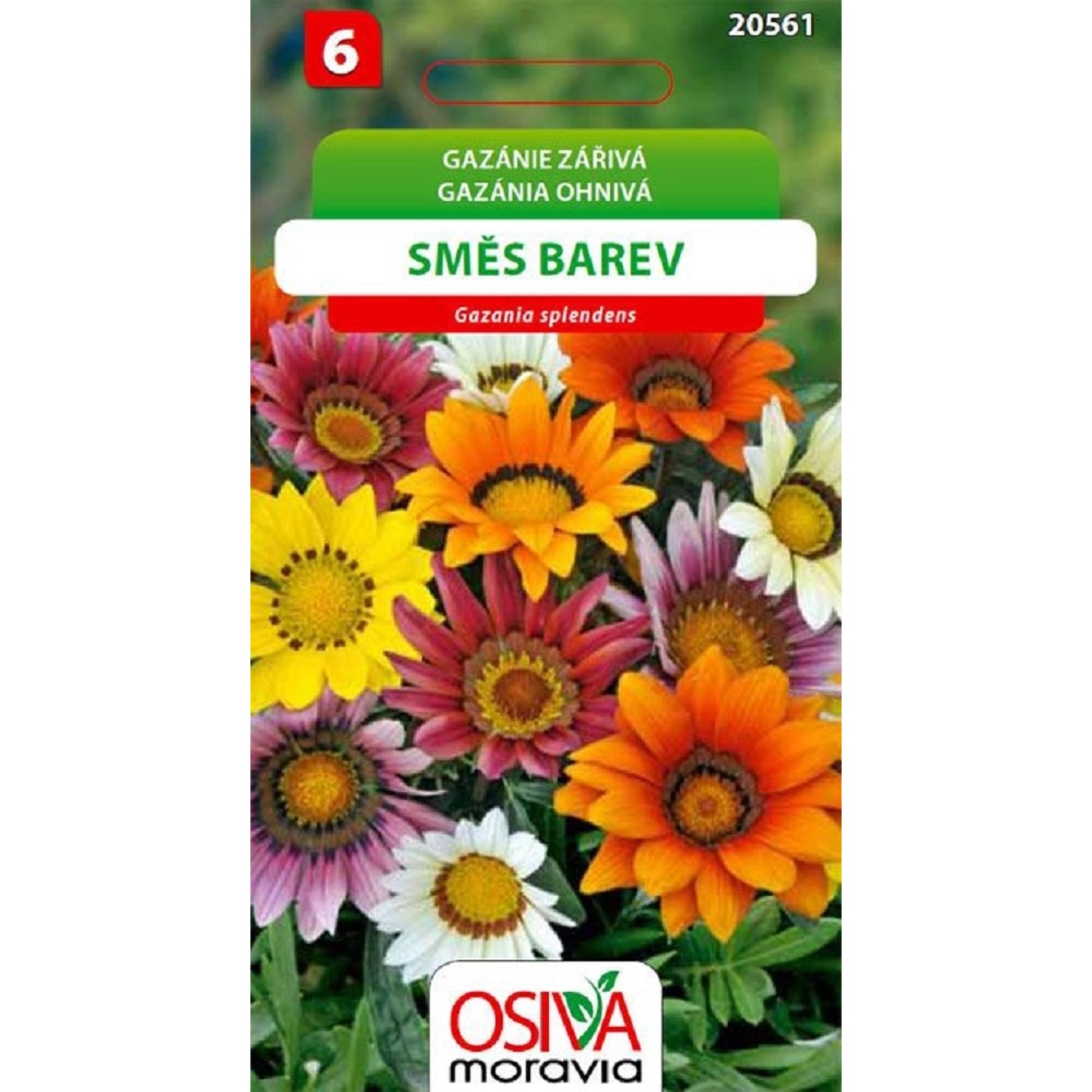 Semínka Gazánie zářivá směs barev (Gazania splendens)