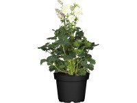 GROW by OBI Orlíček (Aquilegia), pr. květináče 19 cm