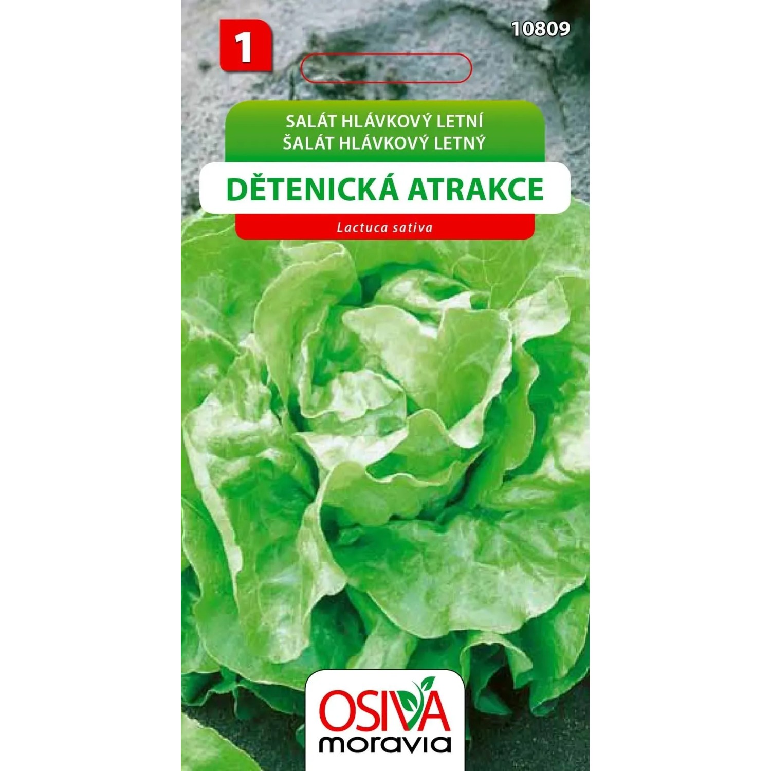 Semínka Salát hlávkový letní Dětenická atrakce (Lactuca sativa)