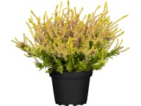 Vřes obecný průměr květináče cca 11 cm