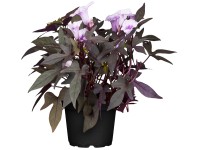 Landgard Povijnice nachová (Ipomoea purpurea) výška 40-60 cm, pr. 13 cm