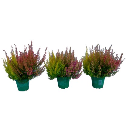 Vřesovec "Erica gracilis" Beauty Queens koupit v OBI